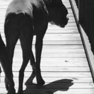 Meet your Posher, Kevin